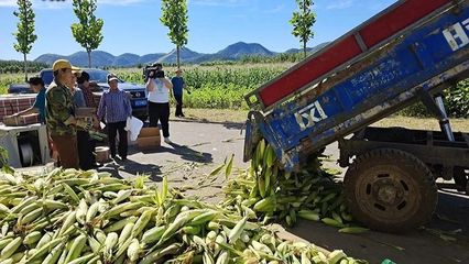 東高村鎮 復墾田里“金”滿地，三百余畝玉米迎豐收
