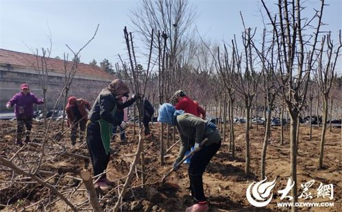煙臺(tái)園林 引進(jìn)新品種苗木，筑就生態(tài)宜居城市新畫卷